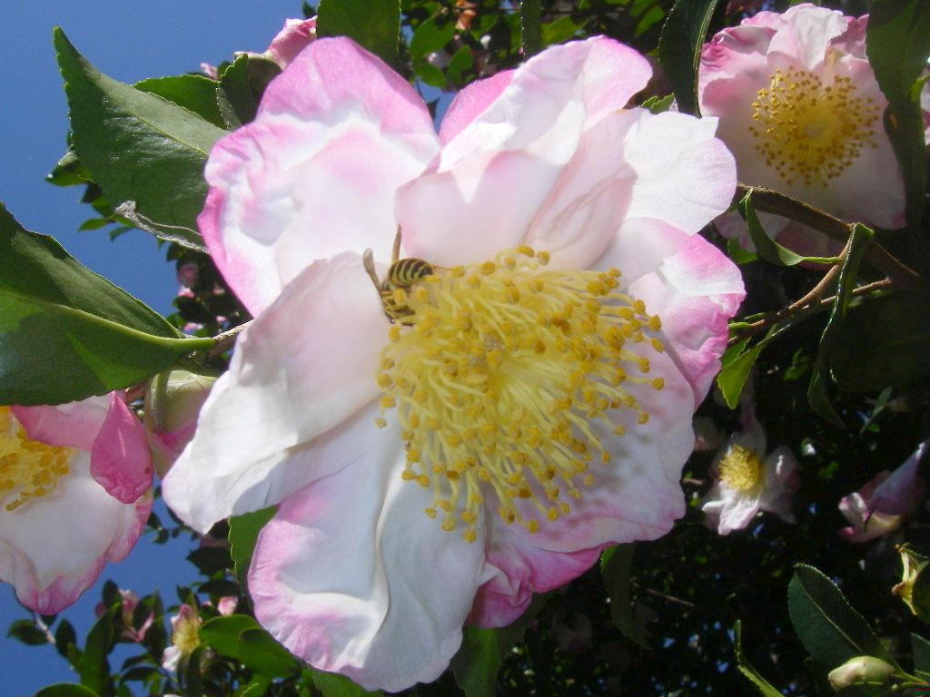 pollinators beneficial insects wildlife habitats 